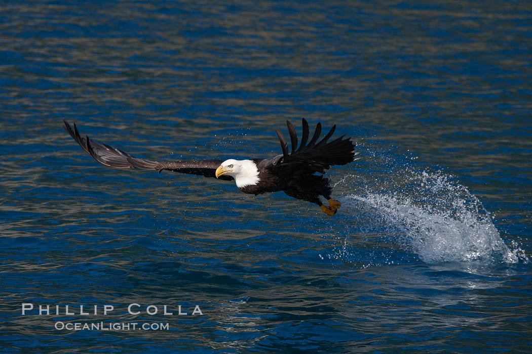 Bald eagle, makes a splash while in flight as it takes a fish out of the water. Kenai Peninsula, Alaska, USA, Haliaeetus leucocephalus, Haliaeetus leucocephalus washingtoniensis, natural history stock photograph, photo id 22856
