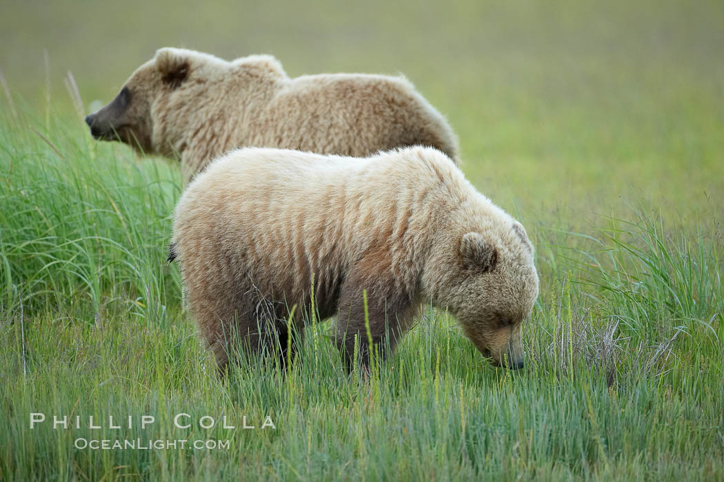 Young brown bears graze sedge grass. Lake Clark National Park, Alaska, USA, Ursus arctos, natural history stock photograph, photo id 19286