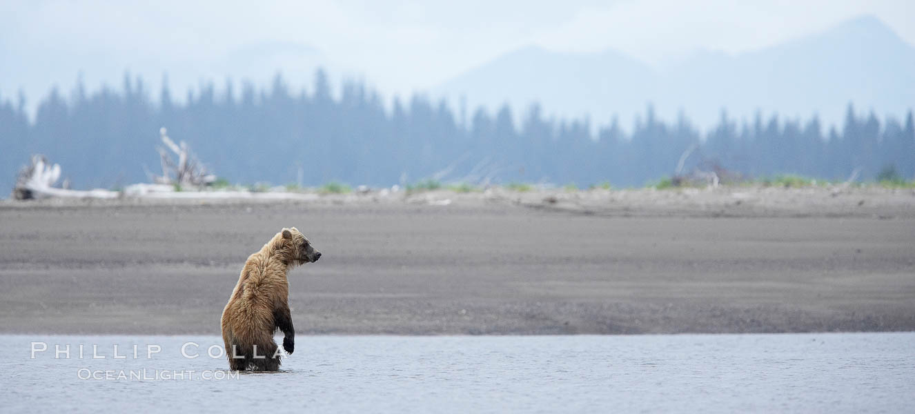 Mature male coastal brown bear boar waits on the tide flats at the mouth of Silver Salmon Creek for salmon to arrive.  Grizzly bear. Lake Clark National Park, Alaska, USA, Ursus arctos, natural history stock photograph, photo id 19290