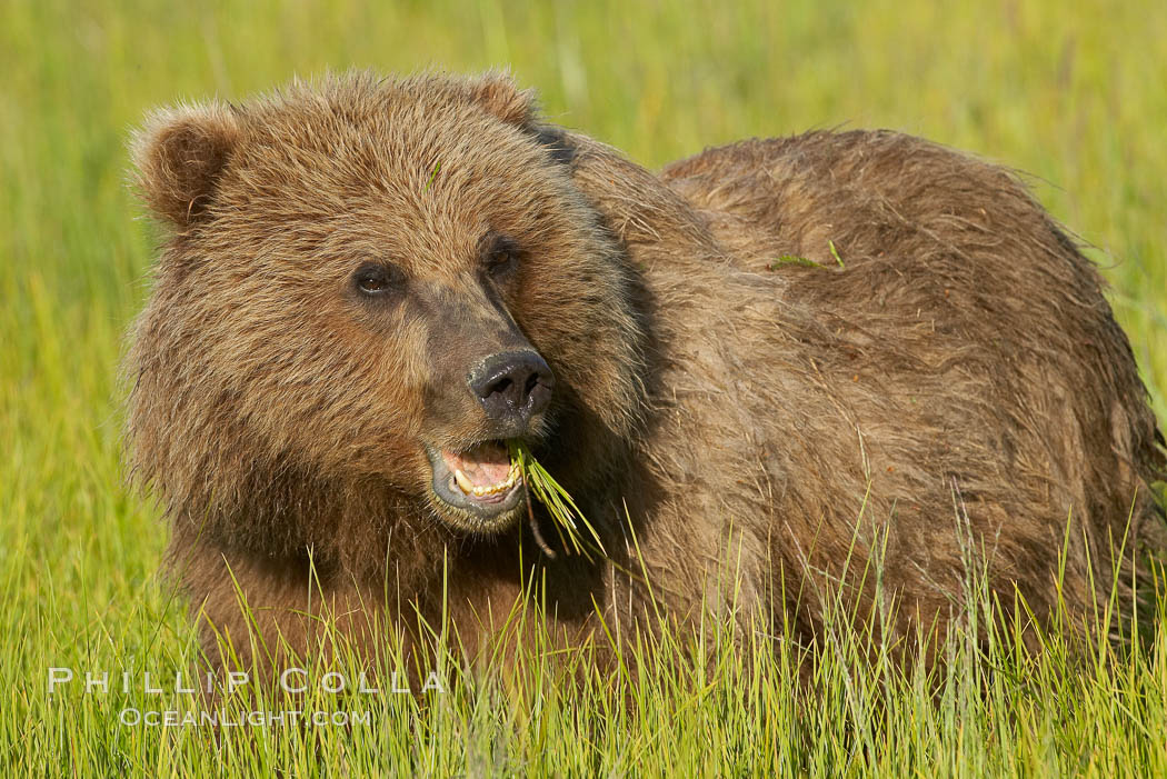Young brown bear grazes in tall sedge grass.  Brown bears can consume 30 lbs of sedge grass daily, waiting weeks until spawning salmon fill the rivers. Lake Clark National Park, Alaska, USA, Ursus arctos, natural history stock photograph, photo id 19294