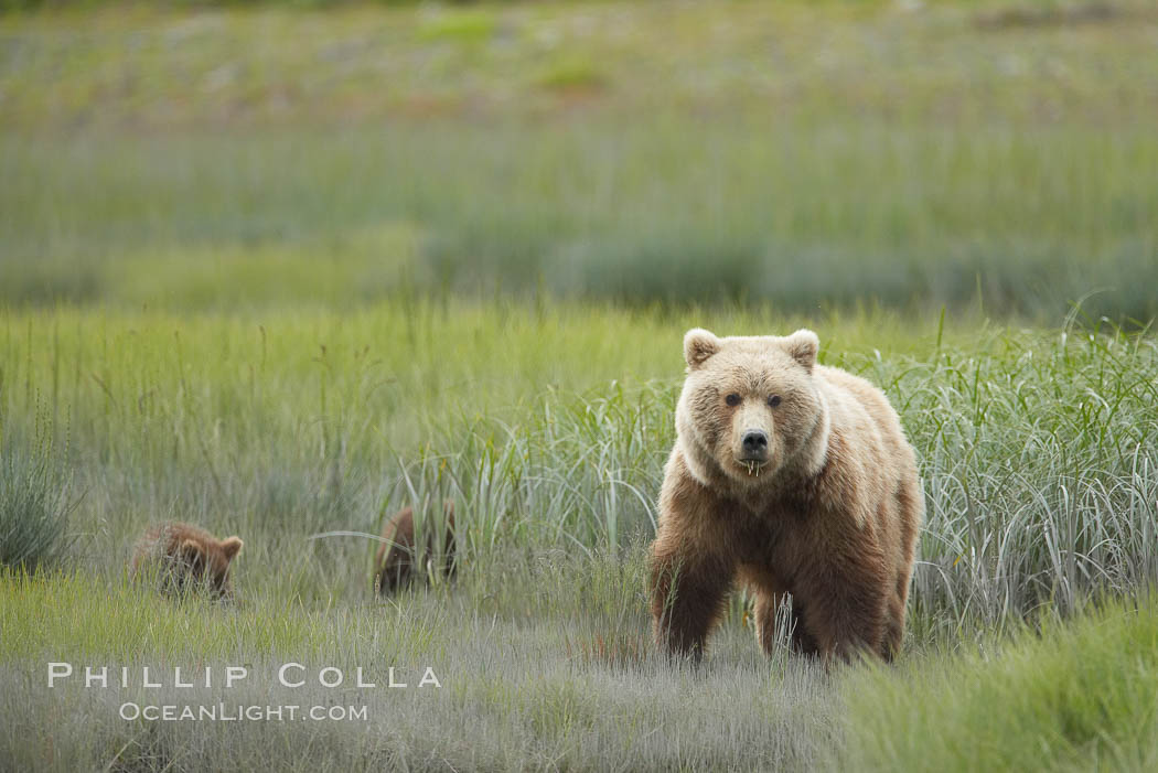 Brown bear female sow with spring cubs.  These three cubs were born earlier in the spring and will remain with their mother for almost two years, relying on her completely for their survival. Lake Clark National Park, Alaska, USA, Ursus arctos, natural history stock photograph, photo id 19302