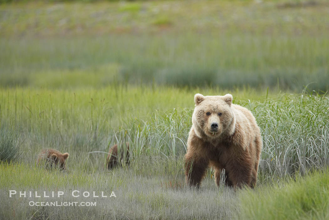 Brown bear female sow with spring cubs.  These three cubs were born earlier in the spring and will remain with their mother for almost two years, relying on her completely for their survival., Ursus arctos, natural history stock photograph, photo id 19302