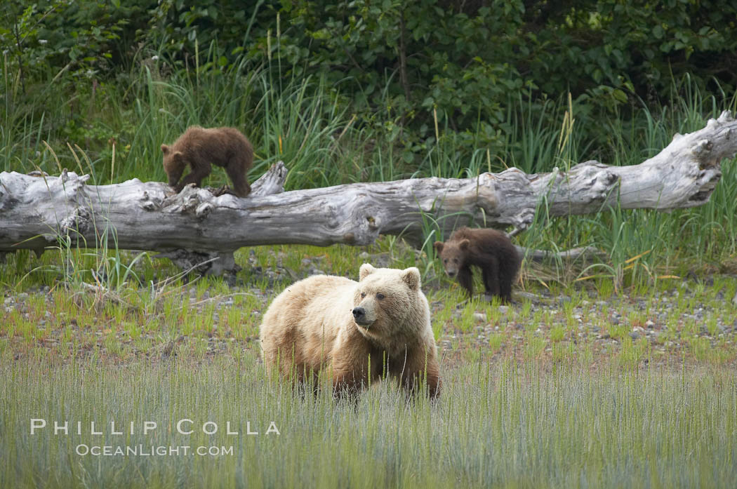 Brown bear female sow with spring cubs.  These cubs were born earlier in the spring and will remain with their mother for almost two years, relying on her completely for their survival. Lake Clark National Park, Alaska, USA, Ursus arctos, natural history stock photograph, photo id 19306