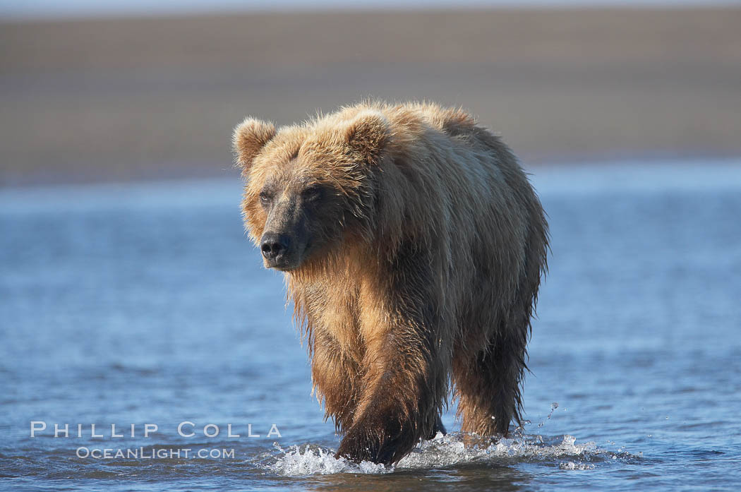 Coastal brown bear forages for salmon returning from the ocean to Silver Salmon Creek.  Grizzly bear. Lake Clark National Park, Alaska, USA, Ursus arctos, natural history stock photograph, photo id 19292