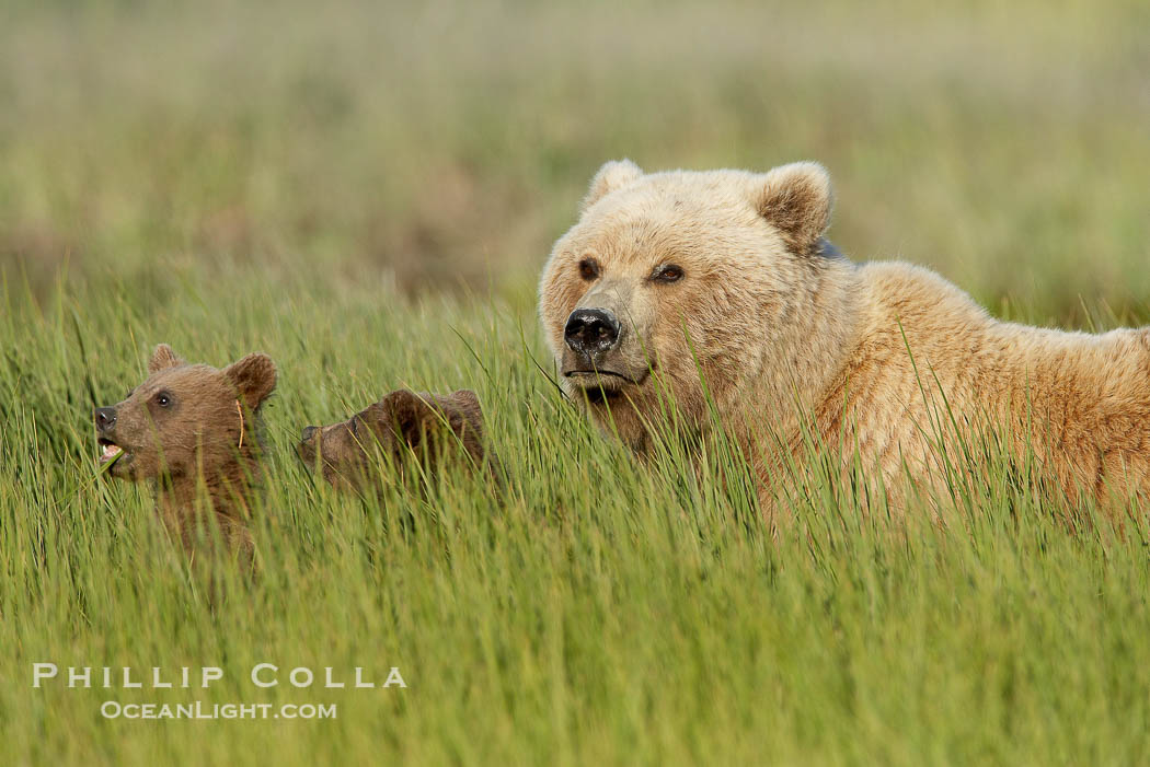 Brown bear female sow with spring cubs.  These cubs were born earlier in the spring and will remain with their mother for almost two years, relying on her completely for their survival., Ursus arctos, natural history stock photograph, photo id 19304