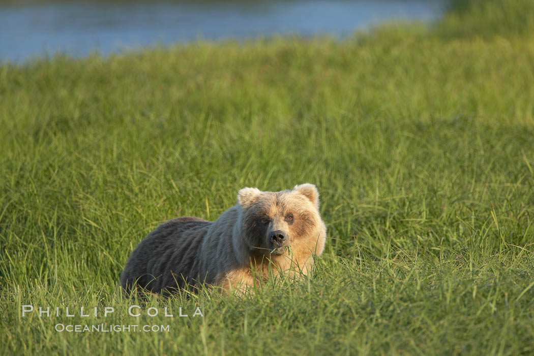 Coastal brown bear in meadow.  The tall sedge grasses in this coastal meadow are a food source for brown bears, who may eat 30 lbs of it each day during summer while waiting for their preferred food, salmon, to arrive in the nearby rivers. Lake Clark National Park, Alaska, USA, Ursus arctos, natural history stock photograph, photo id 19291