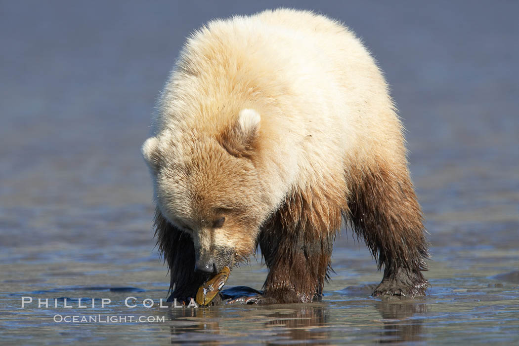 Juvenile female brown bear forages for razor clams in sand flats at extreme low tide.  Grizzly bear. Lake Clark National Park, Alaska, USA, Ursus arctos, natural history stock photograph, photo id 19295