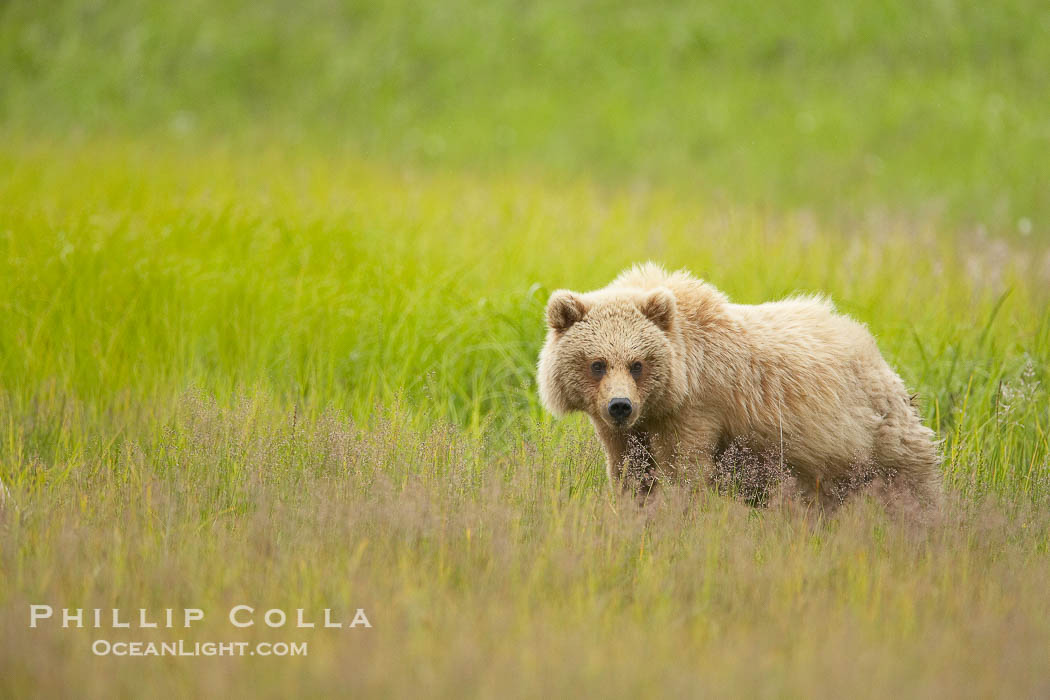 Brown bear cubs, one and a half years old., Ursus arctos, natural history stock photograph, photo id 19299