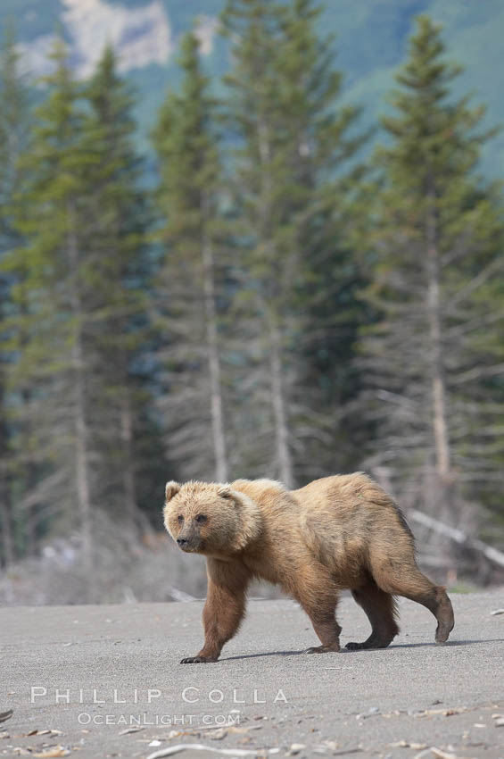 Coastal brown bear walking on sand beach. Lake Clark National Park, Alaska, USA, Ursus arctos, natural history stock photograph, photo id 19307