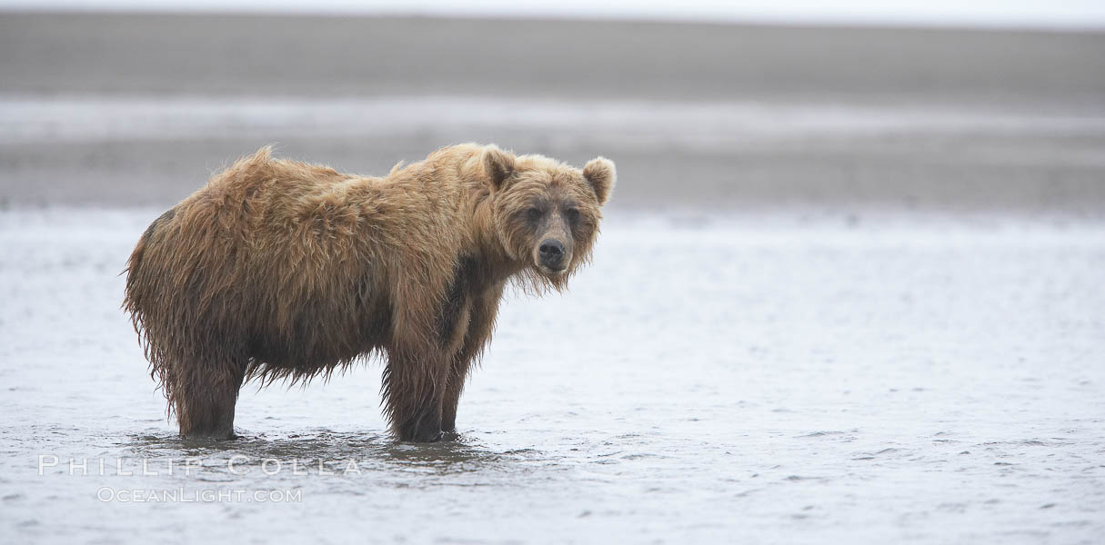 Mature male coastal brown bear boar waits on the tide flats at the mouth of Silver Salmon Creek for salmon to arrive.  Grizzly bear. Lake Clark National Park, Alaska, USA, Ursus arctos, natural history stock photograph, photo id 19281