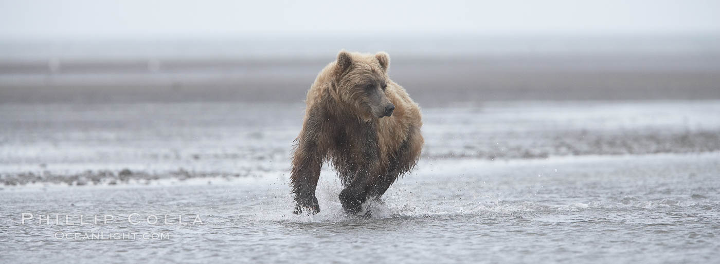 Mature male coastal brown bear boar waits on the tide flats at the mouth of Silver Salmon Creek for salmon to arrive.  Grizzly bear. Lake Clark National Park, Alaska, USA, Ursus arctos, natural history stock photograph, photo id 19289