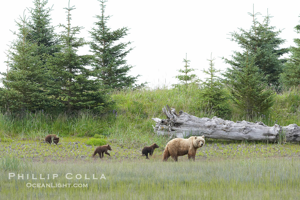 Brown bear female sow with spring cubs.  These cubs were born earlier in the spring and will remain with their mother for almost two years, relying on her completely for their survival., Ursus arctos, natural history stock photograph, photo id 19305