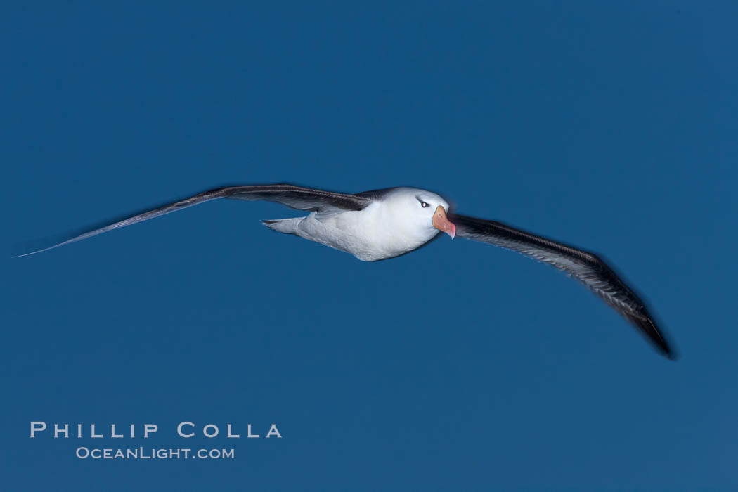 Black-browed albatross in flight, at sea.  The black-browed albatross is a medium-sized seabird at 31-37" long with a 79-94" wingspan and an average weight of 6.4-10 lb. They have a natural lifespan exceeding 70 years. They breed on remote oceanic islands and are circumpolar, ranging throughout the Southern Ocean. Falkland Islands, United Kingdom, Thalassarche melanophrys, natural history stock photograph, photo id 23978