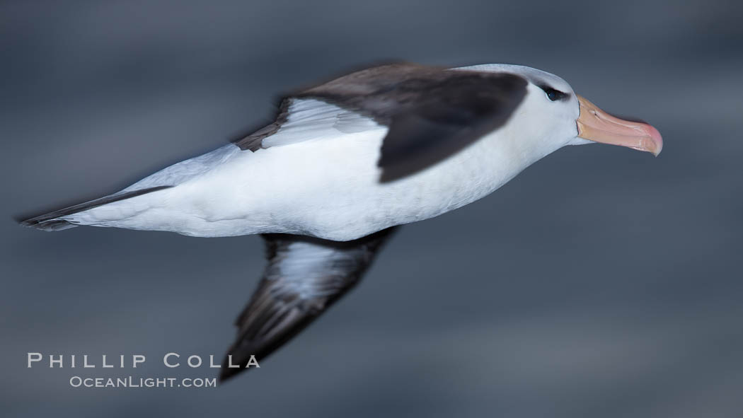 Black-browed albatross in flight, at sea.  The black-browed albatross is a medium-sized seabird at 31-37" long with a 79-94" wingspan and an average weight of 6.4-10 lb. They have a natural lifespan exceeding 70 years. They breed on remote oceanic islands and are circumpolar, ranging throughout the Southern Ocean. Falkland Islands, United Kingdom, Thalassarche melanophrys, natural history stock photograph, photo id 24022