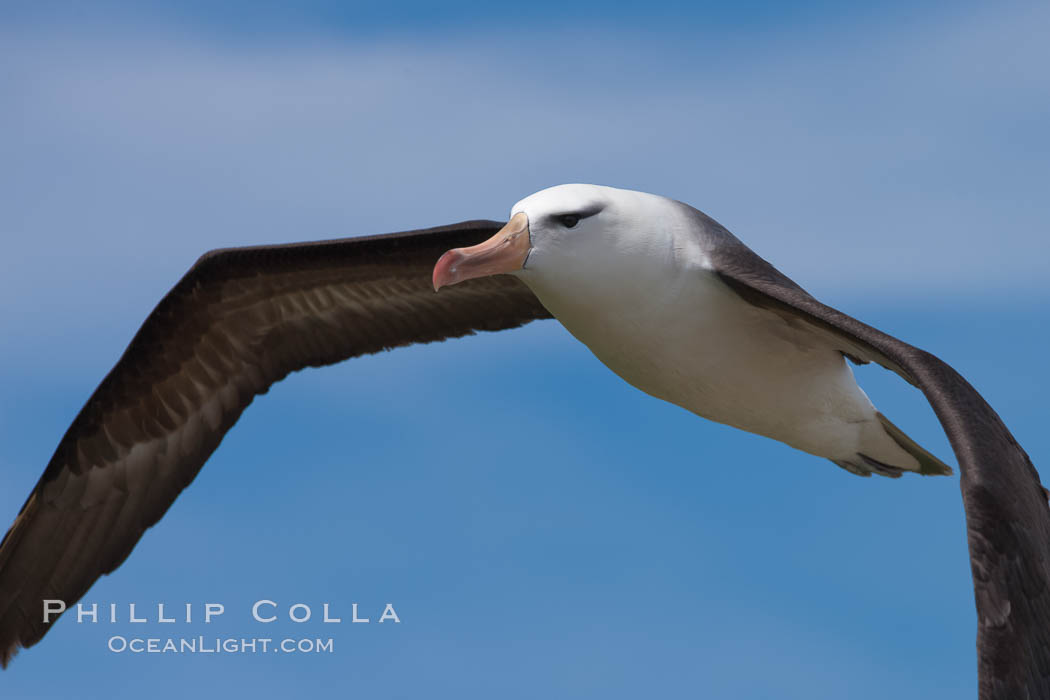 Image 24214, Black-browed albatross, in flight over the ocean.  The wingspan of the black-browed albatross can reach 10', it can weigh up to 10 lbs and live for as many as 70 years. Steeple Jason Island, Falkland Islands, United Kingdom, Thalassarche melanophrys, Phillip Colla, all rights reserved worldwide. Keywords: albatross, animal, animalia, atlantic, aves, bird, black-browed albatross, chordata, diomedea melanophris, diomedeidae, falkland islands, falklands, flight, fly, flying, island, islas malvinas, malvinas, marine, melanophrys, ocean, oceans, outdoors, outside, procellariiformes, sea bird, seabird, soar, south atlantic, southern ocean, steeple jason island, thalassarche, thalassarche melanophris, thalassarche melanophrys, united kingdom, vertebrata, vertebrate, wildlife, wings.