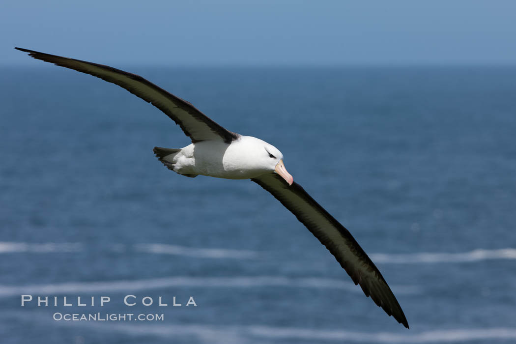 Black-browed albatross, in flight over the ocean.  The wingspan of the black-browed albatross can reach 10', it can weigh up to 10 lbs and live for as many as 70 years. Steeple Jason Island, Falkland Islands, United Kingdom, Thalassarche melanophrys, natural history stock photograph, photo id 24234
