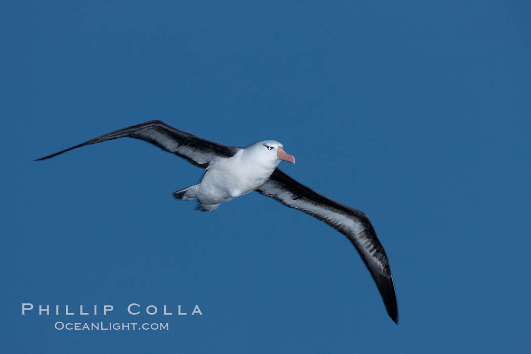 Black-browed albatross in flight, at sea.  The black-browed albatross is a medium-sized seabird at 31-37" long with a 79-94" wingspan and an average weight of 6.4-10 lb. They have a natural lifespan exceeding 70 years. They breed on remote oceanic islands and are circumpolar, ranging throughout the Southern Ocean. Falkland Islands, United Kingdom, Thalassarche melanophrys, natural history stock photograph, photo id 24016