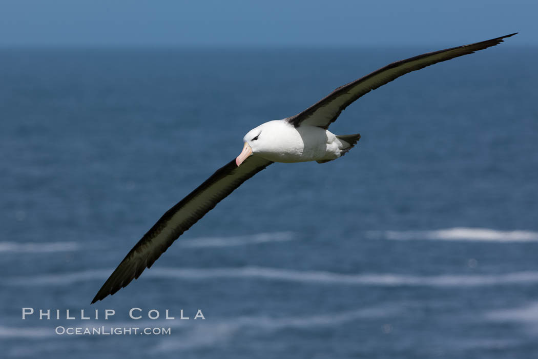 Black-browed albatross, in flight over the ocean.  The wingspan of the black-browed albatross can reach 10', it can weigh up to 10 lbs and live for as many as 70 years. Steeple Jason Island, Falkland Islands, United Kingdom, Thalassarche melanophrys, natural history stock photograph, photo id 24112