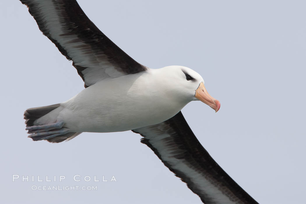 Black-browed albatross in flight.  The black-browed albatross is a medium-sized seabird at 31�37" long with a 79�94" wingspan and an average weight of 6.4�10 lb. They have a natural lifespan exceeding 70 years. They breed on remote oceanic islands and are circumpolar, ranging throughout the Southern Oceanic. Falkland Islands, United Kingdom, Thalassarche melanophrys, natural history stock photograph, photo id 23719
