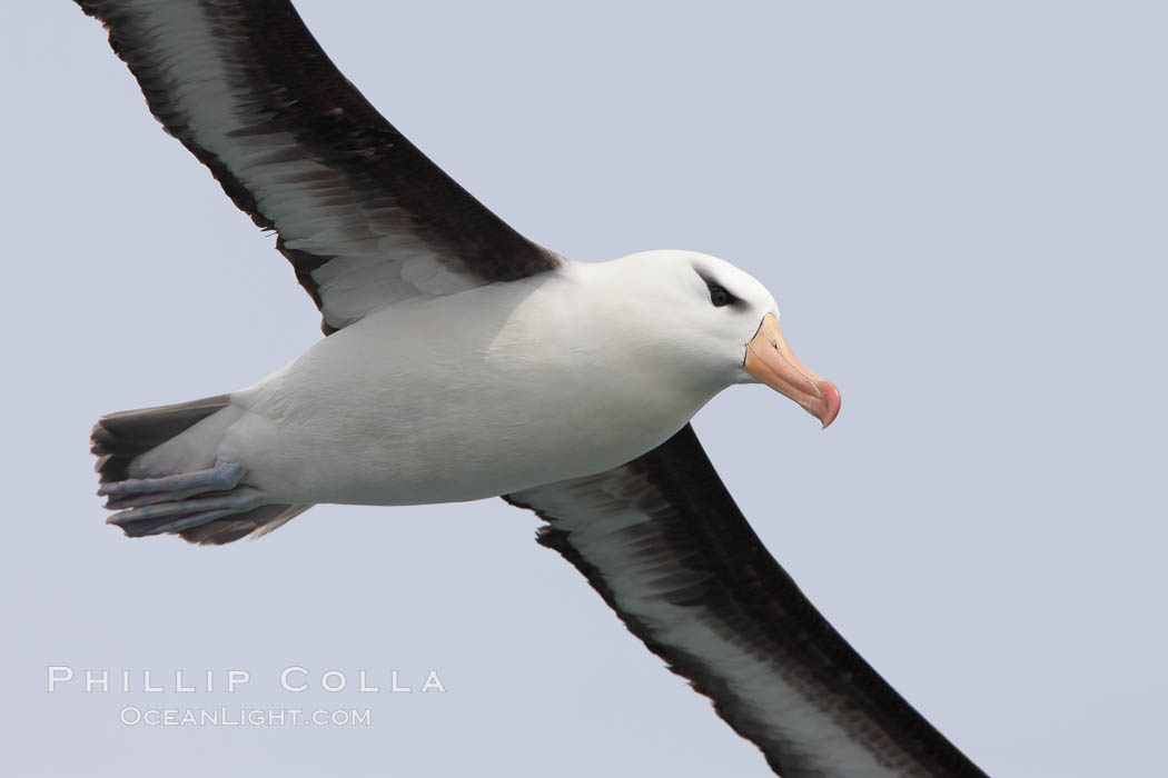 Black-browed albatross in flight.  The black-browed albatross is a medium-sized seabird at 31-37" long with a 79-94" wingspan and an average weight of 6.4-10 lb. They have a natural lifespan exceeding 70 years. They breed on remote oceanic islands and are circumpolar, ranging throughout the Southern Ocean. Falkland Islands, United Kingdom, Thalassarche melanophrys, natural history stock photograph, photo id 23719