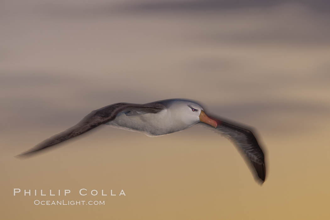 Black-browed albatross in flight, at sea.  The black-browed albatross is a medium-sized seabird at 31-37" long with a 79-94" wingspan and an average weight of 6.4-10 lb. They have a natural lifespan exceeding 70 years. They breed on remote oceanic islands and are circumpolar, ranging throughout the Southern Ocean. Falkland Islands, United Kingdom, Thalassarche melanophrys, natural history stock photograph, photo id 24015