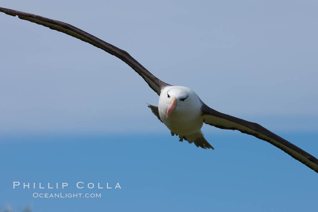 Black-browed albatross in flight, against a blue sky.  Black-browed albatrosses have a wingspan reaching up to 8', weigh up to 10 lbs and can live 70 years.  They roam the open ocean for food and return to remote islands for mating and rearing their chicks. Steeple Jason Island, Falkland Islands, United Kingdom, Thalassarche melanophrys, natural history stock photograph, photo id 24231