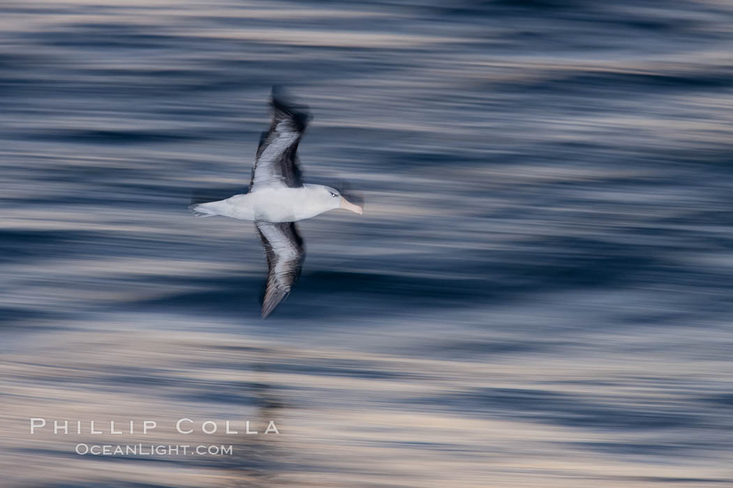 Black-browed albatross flying over the ocean, as it travels and forages for food at sea.  The black-browed albatross is a medium-sized seabird at 31-37" long with a 79-94" wingspan and an average weight of 6.4-10 lb. They have a natural lifespan exceeding 70 years. They breed on remote oceanic islands and are circumpolar, ranging throughout the Southern Ocean. Falkland Islands, United Kingdom, Thalassarche melanophrys, natural history stock photograph, photo id 23989