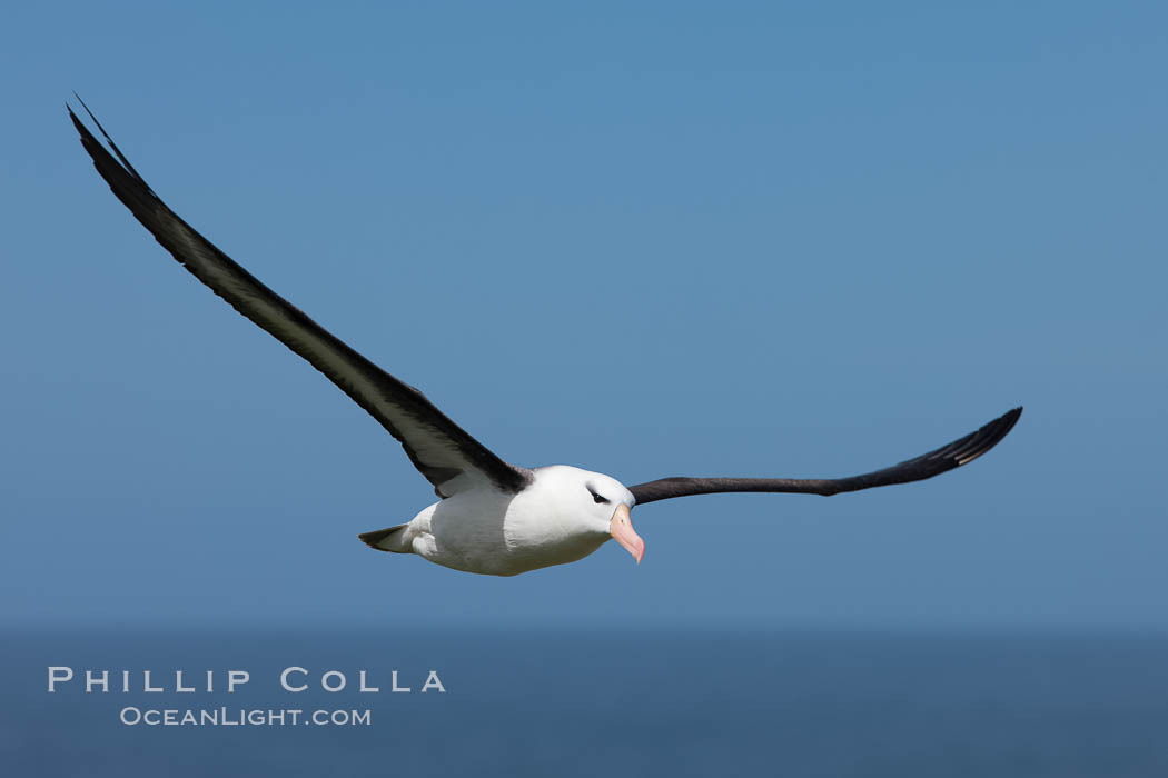 Black-browed albatross soaring in the air, near the breeding colony at Steeple Jason Island. Falkland Islands, United Kingdom, Thalassarche melanophrys, natural history stock photograph, photo id 24113