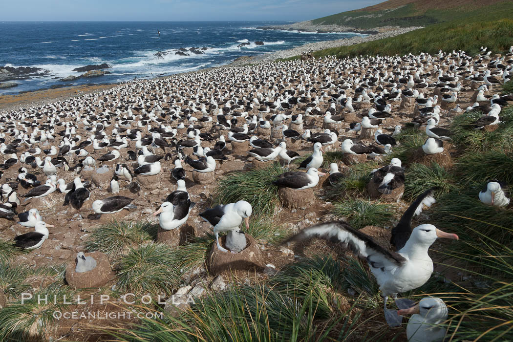 Black-browed albatross colony on Steeple Jason Island in the Falklands.  This is the largest breeding colony of black-browed albatrosses in the world, numbering in the hundreds of thousands of breeding pairs.  The albatrosses lay eggs in September and October, and tend a single chick that will fledge in about 120 days. Falkland Islands, United Kingdom, Thalassarche melanophrys, natural history stock photograph, photo id 24082