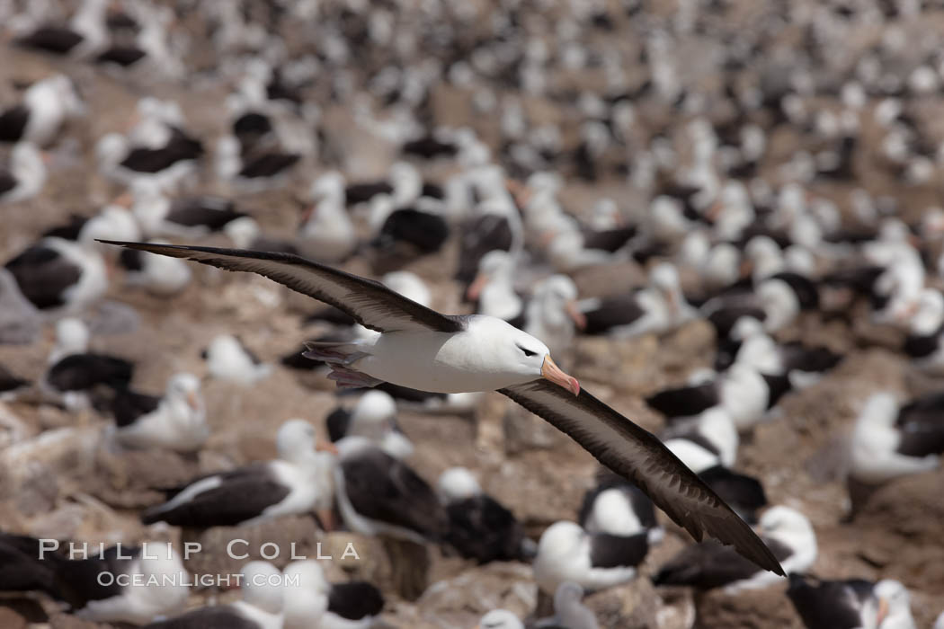 Black-browed albatross in flight, over the enormous colony at Steeple Jason Island in the Falklands. Falkland Islands, United Kingdom, Thalassarche melanophrys, natural history stock photograph, photo id 24143