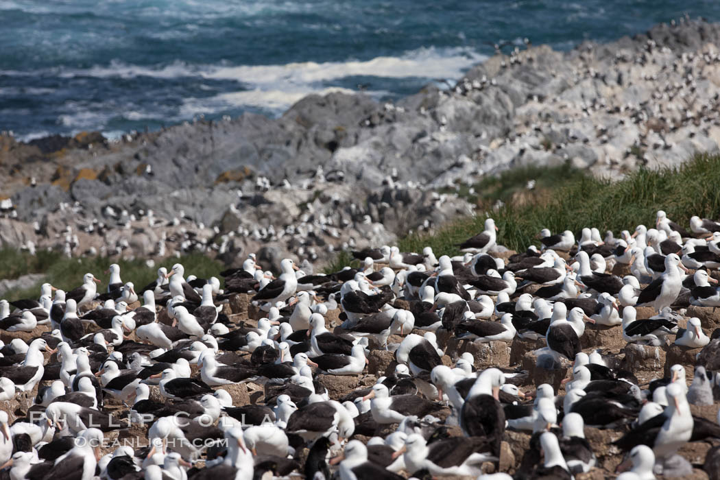 Black-browed albatross colony on Steeple Jason Island in the Falklands.  This is the largest breeding colony of black-browed albatrosses in the world, numbering in the hundreds of thousands of breeding pairs.  The albatrosses lay eggs in September and October, and tend a single chick that will fledge in about 120 days. Falkland Islands, United Kingdom, Thalassarche melanophrys, natural history stock photograph, photo id 24247