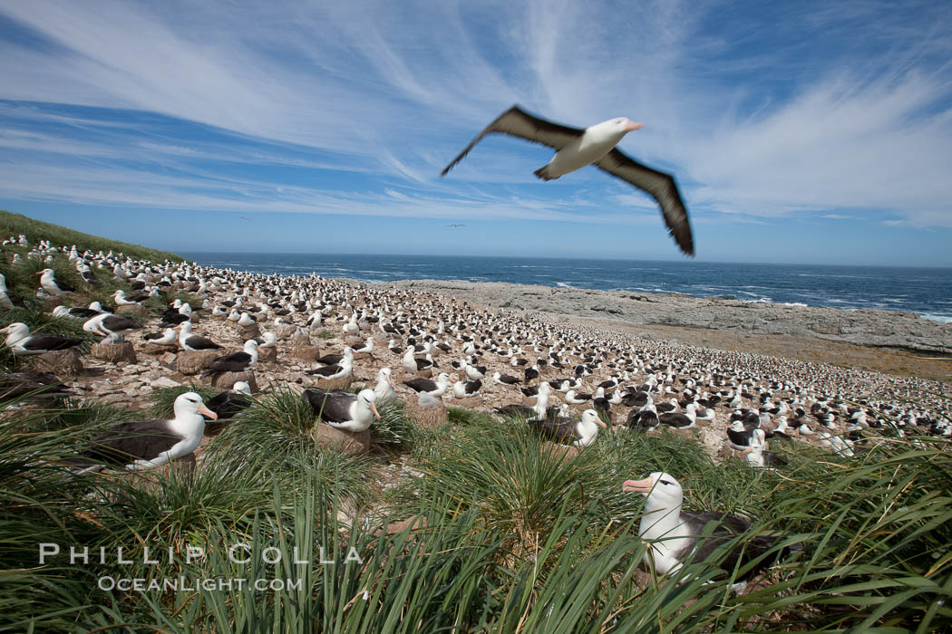 Black-browed albatross in flight, over the enormous colony at Steeple Jason Island in the Falklands. Falkland Islands, United Kingdom, Thalassarche melanophrys, natural history stock photograph, photo id 24077