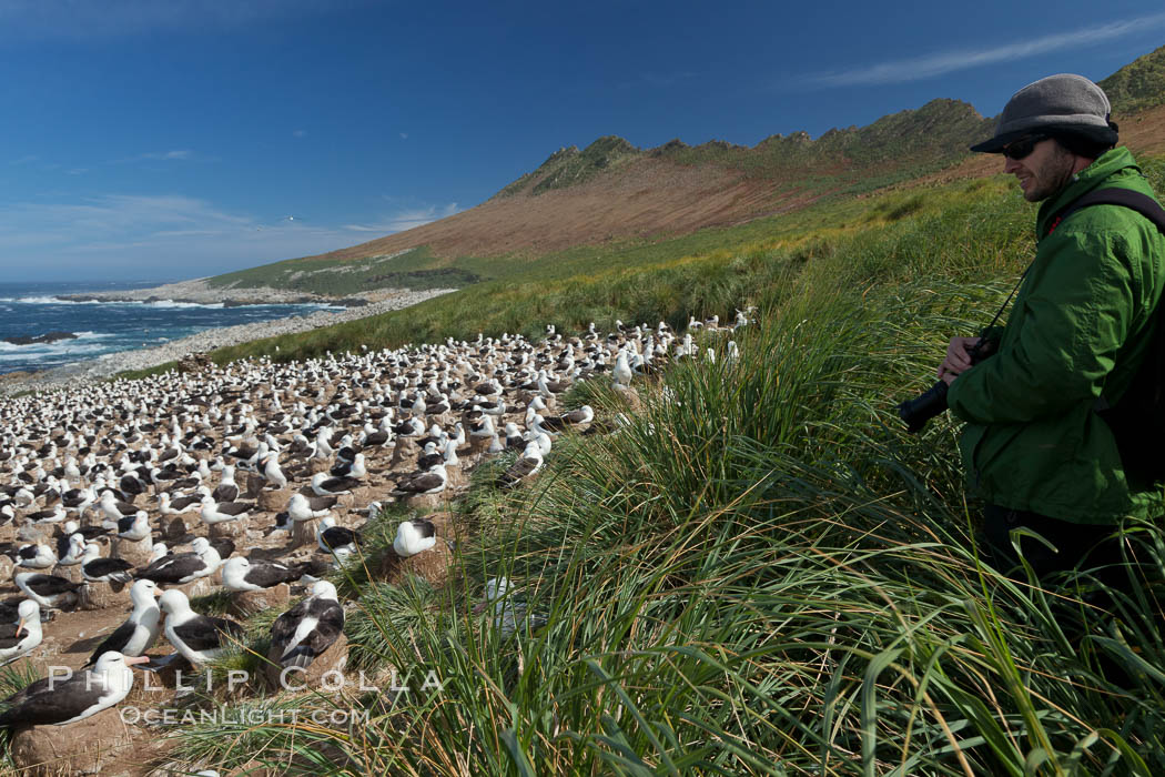 Black-browed albatross colony on Steeple Jason Island in the Falklands.  This is the largest breeding colony of black-browed albatrosses in the world, numbering in the hundreds of thousands of breeding pairs.  The albatrosses lay eggs in September and October, and tend a single chick that will fledge in about 120 days. Falkland Islands, United Kingdom, Thalassarche melanophrys, natural history stock photograph, photo id 24121