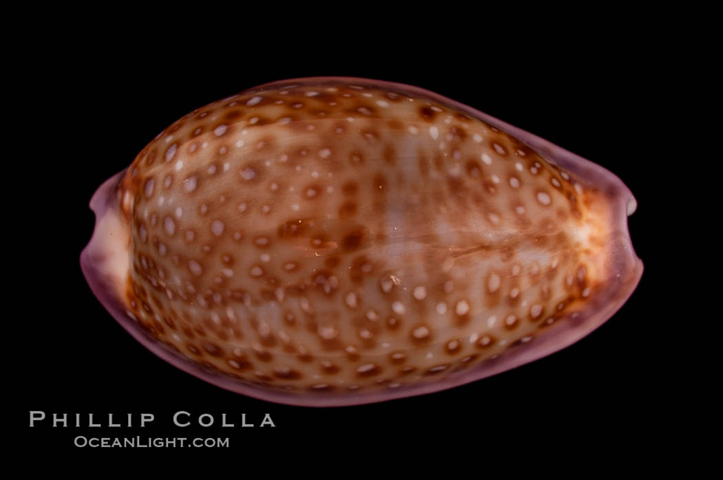 Albugine Cowrie., Cypraea albuginosa, natural history stock photograph, photo id 08101