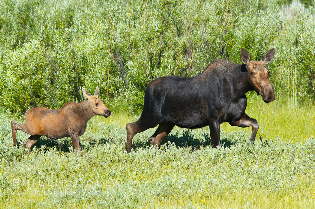 Mother and calf moose wade through meadow grass near Christian Creek. Grand Teton National Park, Wyoming, USA, Alces alces, natural history stock photograph, photo id 13042