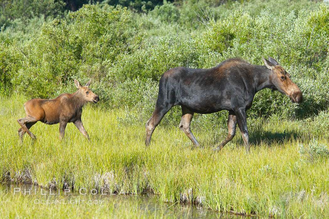 Mother and calf moose wade through meadow grass near Christian Creek. Grand Teton National Park, Wyoming, USA, Alces alces, natural history stock photograph, photo id 13048