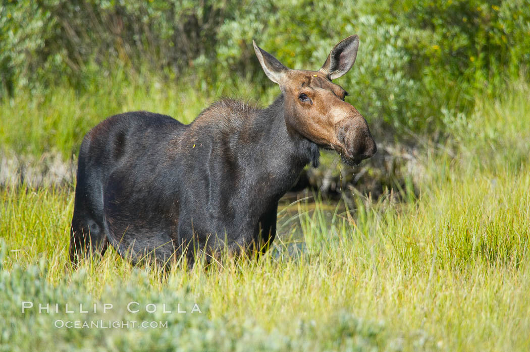 Adult female moose in deep meadow grass near Christian Creek. Grand Teton National Park, Wyoming, USA, Alces alces, natural history stock photograph, photo id 13039