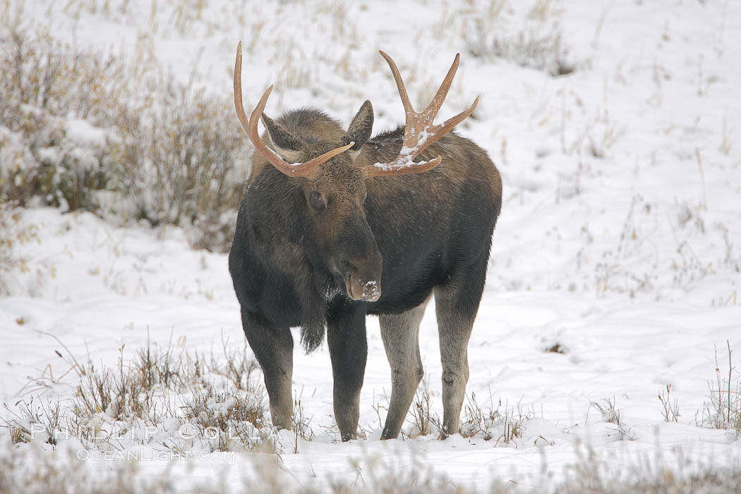 A male moose, bull moose, on snow covered field, near Cooke City. Yellowstone National Park, Wyoming, USA, Alces alces, natural history stock photograph, photo id 19681