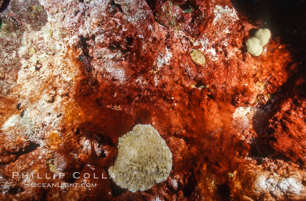 Algae growth on coral reef, in vicinity of Jin Shiang Fa shipwreck, Rose Atoll. Rose Atoll National Wildlife Sanctuary, American Samoa, USA, natural history stock photograph, photo id 00744