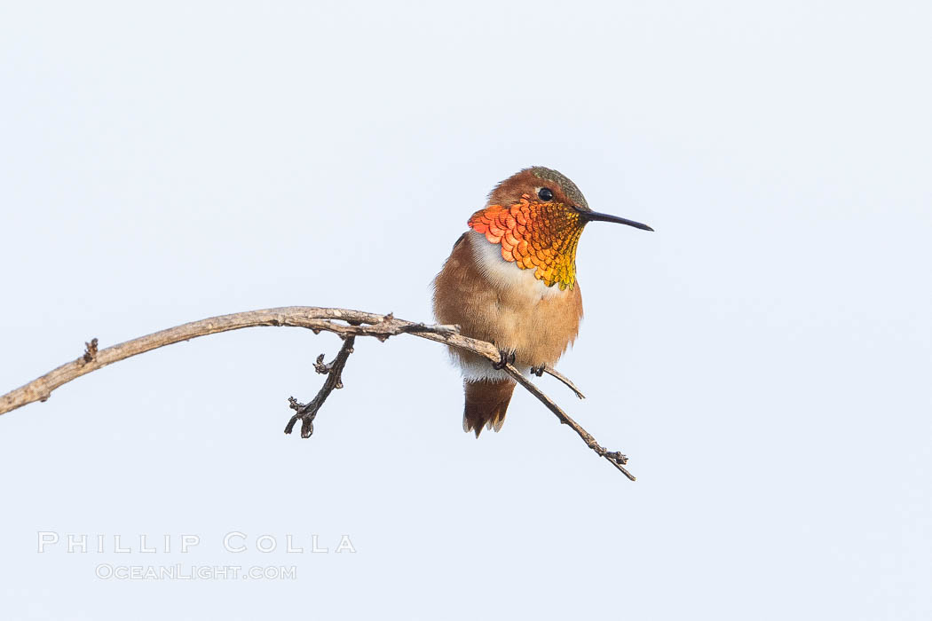 Allen's hummingbird, adult male, Selasphorus sasin, La Jolla. California, USA, Selasphorus sasin, natural history stock photograph, photo id 37654