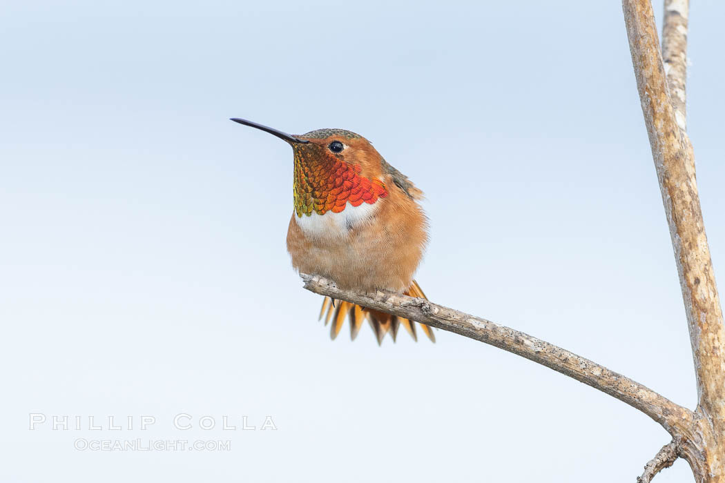 Allen's hummingbird, adult male, Selasphorus sasin, La Jolla