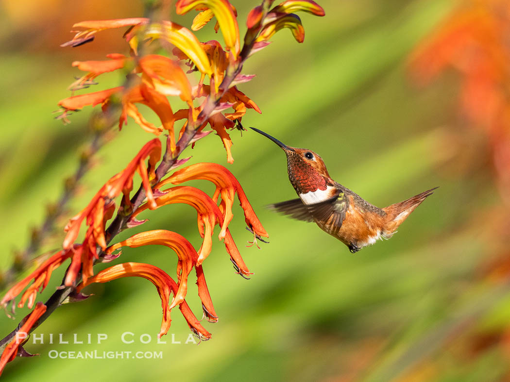 Allen's Hummingbird in flight feeding, Selasphorus sasin, La Jolla., Selasphorus sasin, natural history stock photograph, photo id 40310