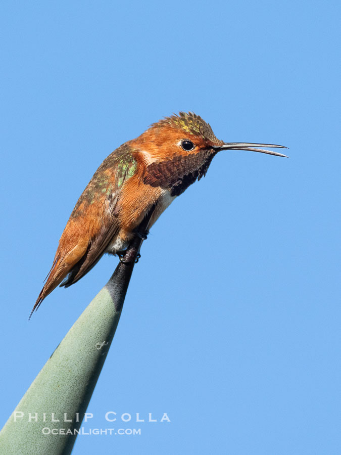 Allen's Hummingbird, Selasphorus sasin, La Jolla., Selasphorus sasin, natural history stock photograph, photo id 40314