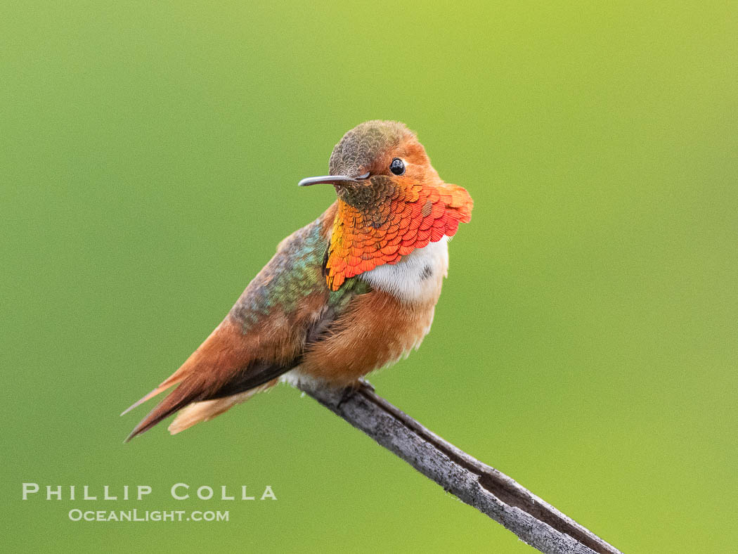 Allen's Hummingbird, Selasphorus sasin, La Jolla., Selasphorus sasin, natural history stock photograph, photo id 40309
