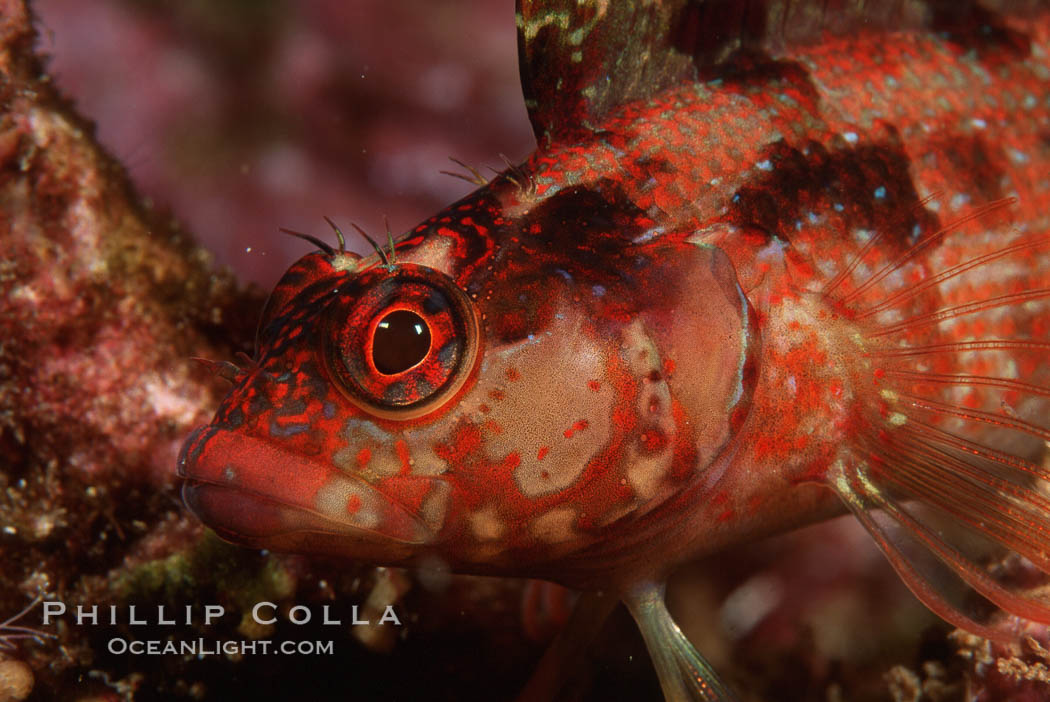 Island kelpfish. Coronado Islands (Islas Coronado), Baja California, Mexico, Alloclinus holderi, natural history stock photograph, photo id 01025