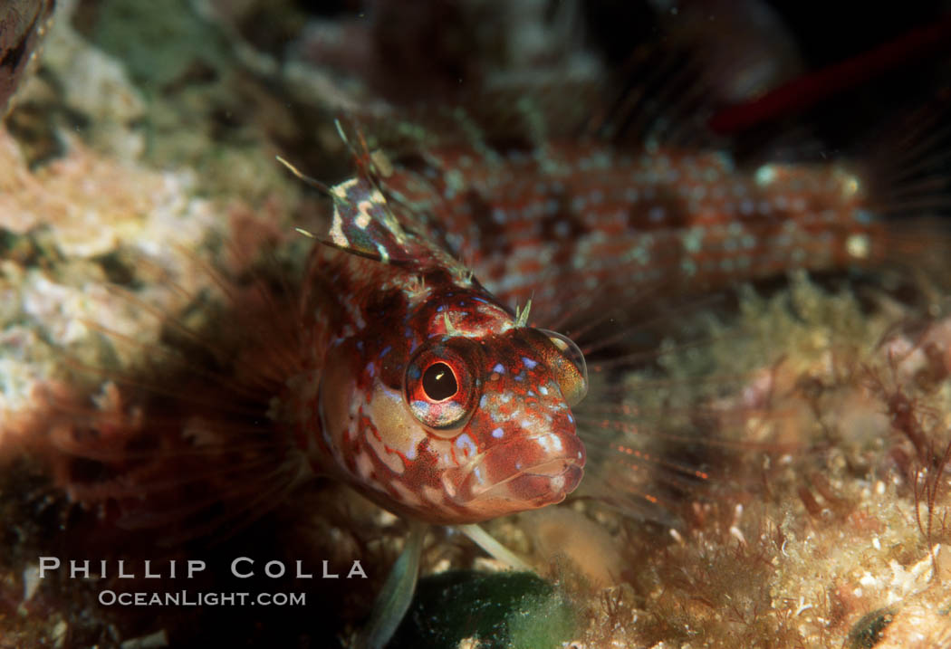Island kelpfish. Coronado Islands (Islas Coronado), Baja California, Mexico, Alloclinus holderi, natural history stock photograph, photo id 05153
