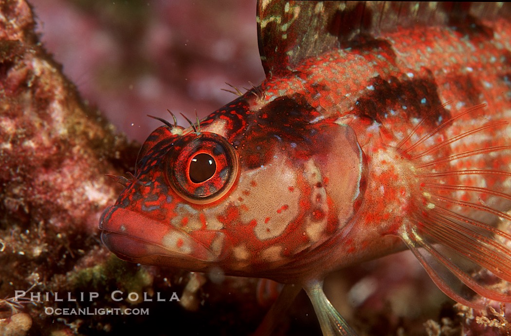 Island kelpfish., Alloclinus holderi, natural history stock photograph, photo id 05177