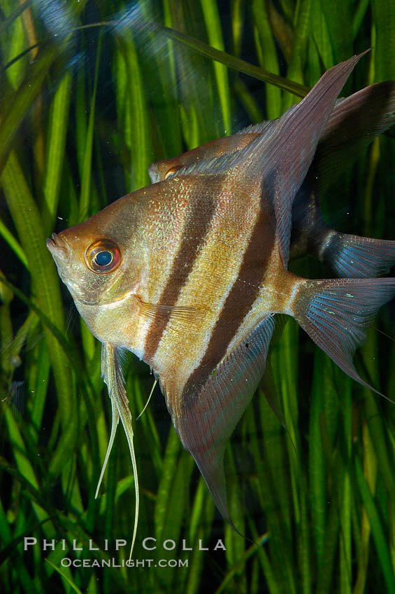 Altum angelfish., Pterophyllum altum, natural history stock photograph, photo id 09814