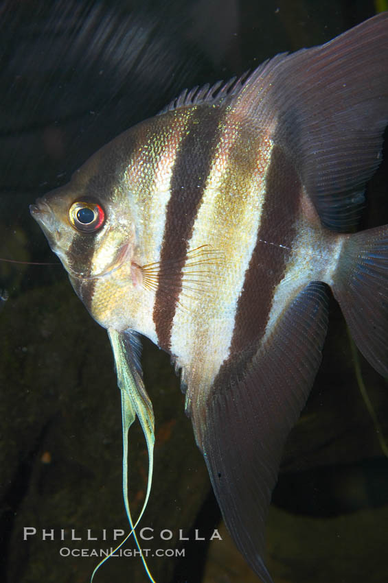 Altum angelfish., Pterophyllum altum, natural history stock photograph, photo id 13975