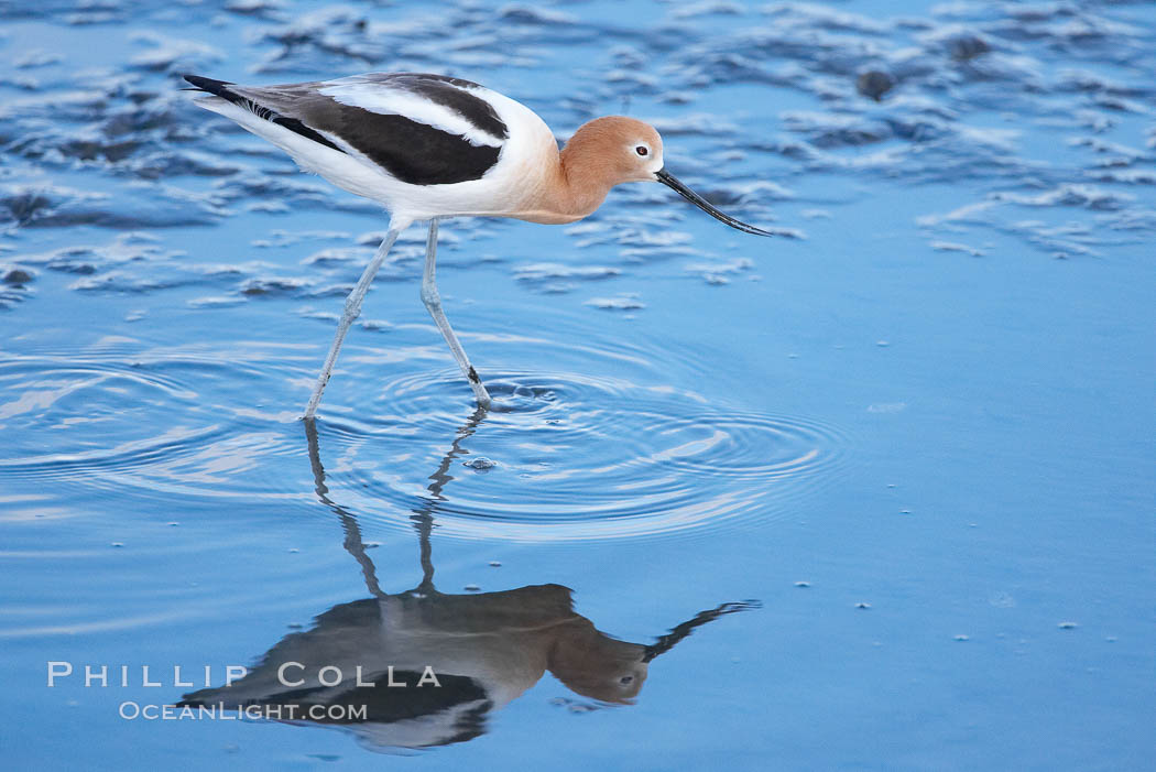 American avocet, female breeding plumage, forages on mud flats. Upper Newport Bay Ecological Reserve, Newport Beach, California, USA, Recurvirostra americana, natural history stock photograph, photo id 15679